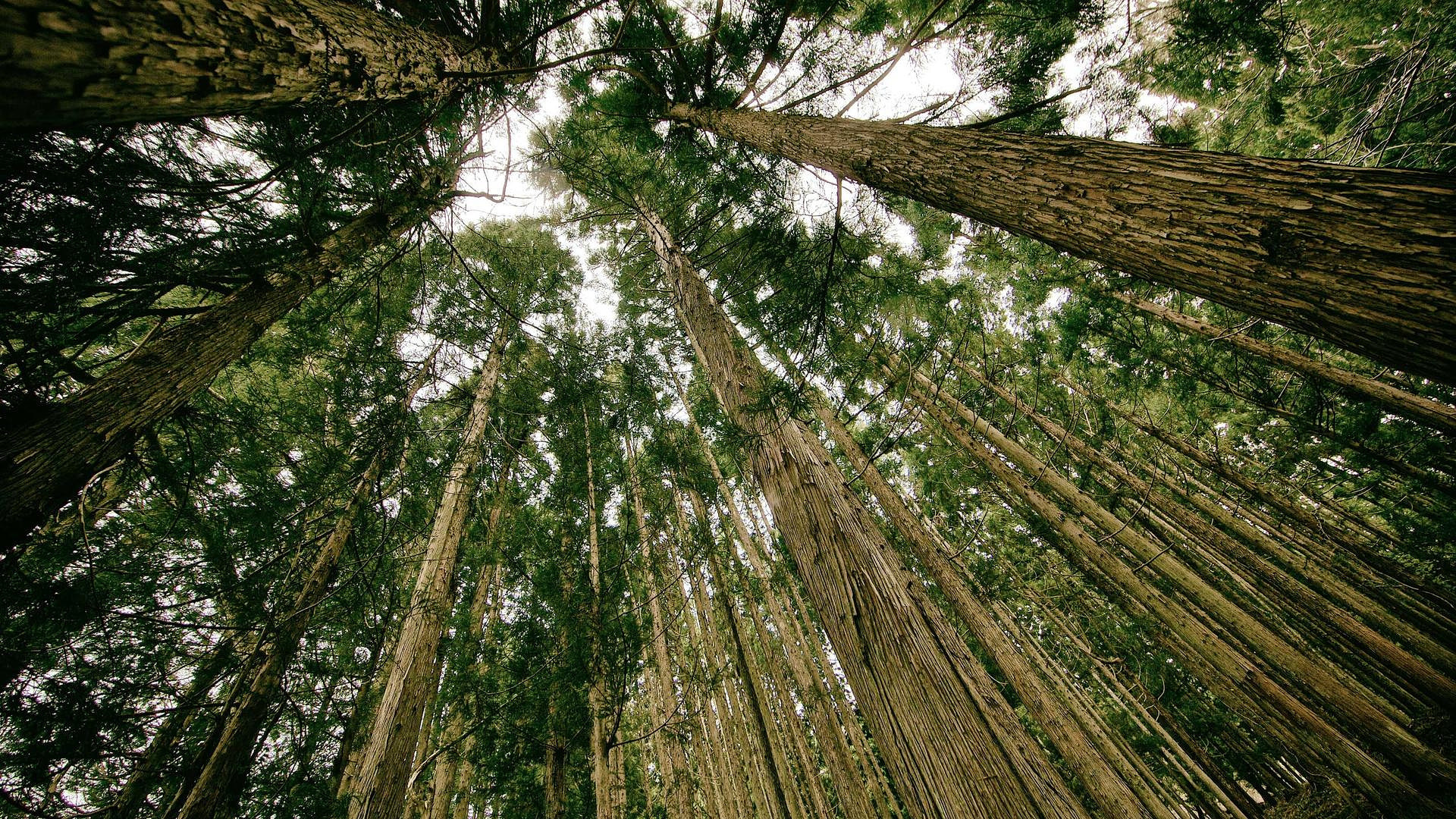 Ensure Your Sitemap is Error-Free with Our Free XML Sitemap Validator